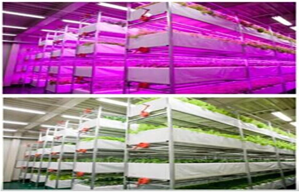 uvled應(yīng)用于植物工廠13048834002